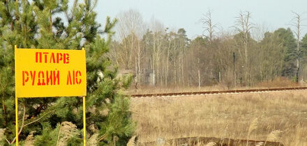 Černobylské lesy mají problém, tlejí příliš pomalu