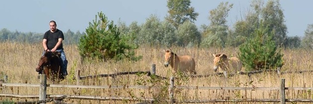 Z černobylské zóny utekl pár koní Převalského